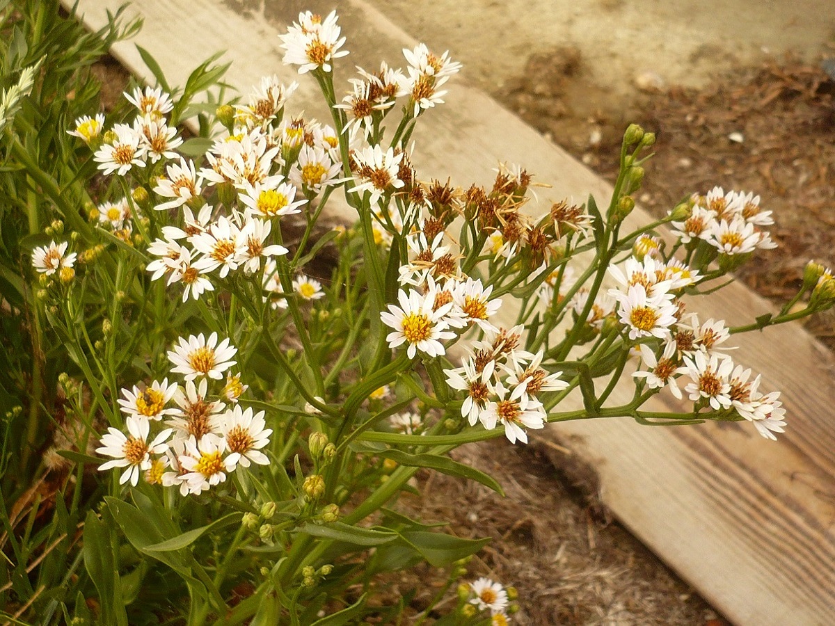 Tripolium pannonicum (Asteraceae)